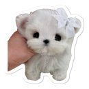 견슐랭 | 강아지 비건간식 찾는다면? 견슐랭 식물성 강아지간식 직접 급여 후기