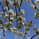 배꽃다방 이미지