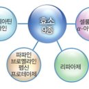 엘지에스