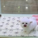 데일리독 의정부강아지분양 애견분양 이미지