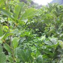 김형길 농장 이미지