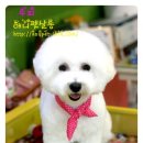 루피펫살롱 이미지