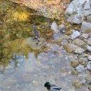 백운천 유원지 이미지