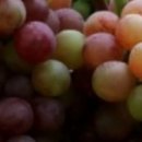 유럽농장 이미지