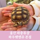 남구-037 | 울산 파충류샵 찾는다면 와우펫앤쥬 본점