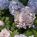 구텐베르크펜션 이미지