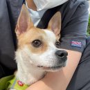 뽀송강아지 이미지