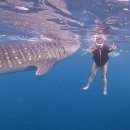 세친구 | 🇵🇭 세부 오슬롭 고래상어 투어 솔직 후기｜NOL 세친구투어 모알보알 일정