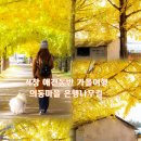 은행마을공원 화장실 | [경남/거창]의동마을,은행나무거리,거창가볼만한곳 애견동반 후기