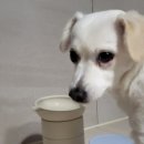 도그밥상 이미지