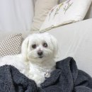 메이플 동물의료센터 이미지