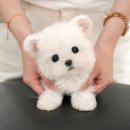 부산강아지분양 미유펫 | 부산강아지분양 고민 중이라면? 미유펫이 해결해줘