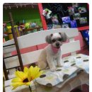 아띠펫살롱 이미지