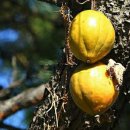 하늘타리 이미지