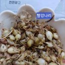 빨강나리 12분 이미지