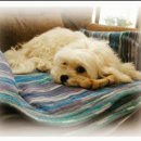 아롱이네 농장 이미지