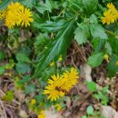 문경새재에서 본 꽃과 나무 이미지