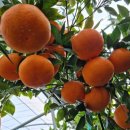 복희 농장 이미지