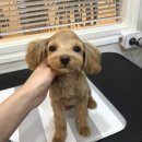 견생 이발소 이미지