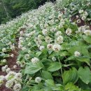 청정농장2 이미지