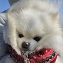 따라 애견학교 | 🔥 강릉 당일치기 여행 코스｜초당→안목 하루동선 + 애견동반 현실 후기 (꼬미 꼬질 엔딩)