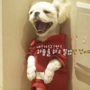 깨롱이 Daum카페