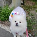 소금소금 펫살롱 | 새해가 이틀 남은 시점에 쓰는 10월 일상 (1)