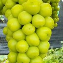 시원농원 이미지