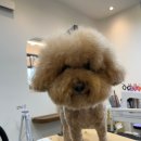 멜로우 그루밍 이미지