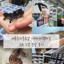 디케이지렙타일