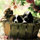 이쁜멍멍이 이미지