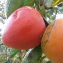 수지농장 이미지