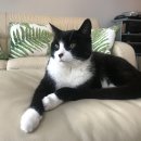 도도한강아지 이미지