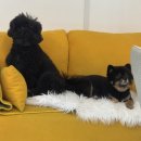 애견 미용실(도그하우스) 이미지