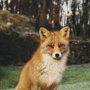 까투리 대박점 이미지