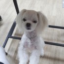 머리깍자 이미지