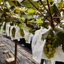 쌍정2리 이미지