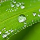 이슬처럼 이미지