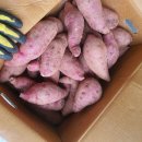 화산고구마 이미지