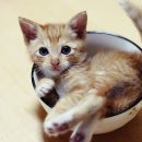 행복한고양이 이미지