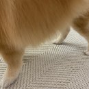 강아지 미용실 이미지