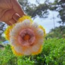 별송이 이미지