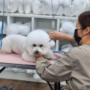 복기애견 이미지