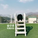 가평하늘애견가족독채힐링펜션 | 가평 멍펜션 가족 여행지로 추천하는 독채 애견풀빌라