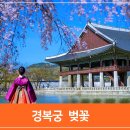 270-2005 | 4월 서울 주말 데이트, 경복궁 벚꽃 개화 상황, 창덕궁 벚꽃, 서울 종로 가볼만한곳