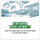 조경의 효과 및 조경용나무 종류 정리