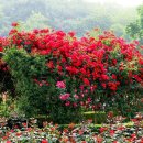 부천로354번길 이미지