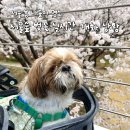 CU 창전숲길점 | 서울 봄 나들이 명소 서울숲 벚꽃 실시간 개화 상황 (4월 3일 기준, 지금이 만개!)