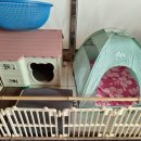 푸들민박 이미지