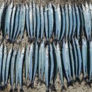 한국자원환경이완상사 | 초보도 가능한 학꽁치 낚시 - 1~3월 시즌 바다 수온, 낚시포인트, 채비, 주의사항까지 완벽정리!